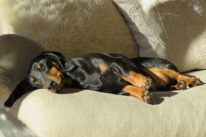 Dog on the Sofa Sleeping at a Hotel that is Pet Friendly 600