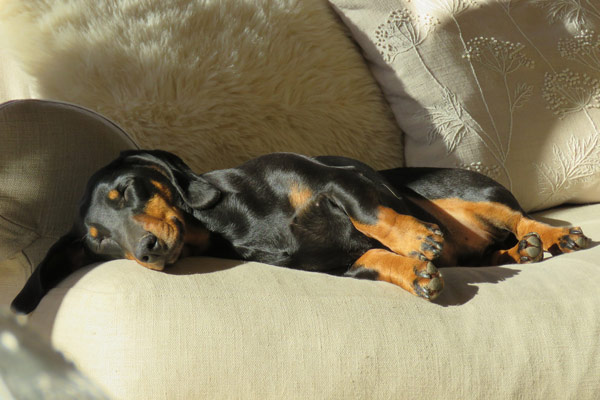 Dog on the Sofa Sleeping at a Hotel that is Pet Friendly 600