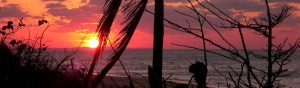 View of an orange sun over the ocean looking through the palm trees 1200