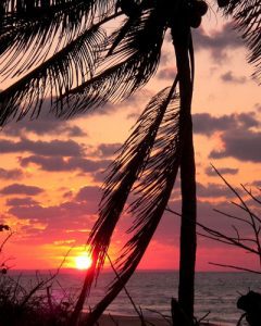 View of an orange sun over the ocean looking through the palm trees 400