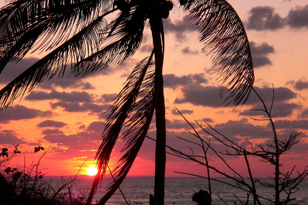 View of an orange sun over the ocean looking through the palm trees 600