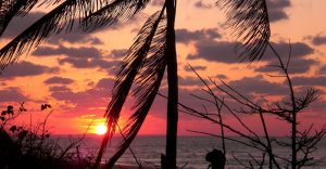 View of an orange sun over the ocean looking through the palm trees 960