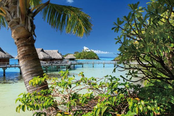 View of the Overwater Bungalows at Sofitel Private Island Resort in Bora Bora through the Palms 600