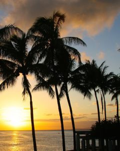 Sunset Views through the Palm Trees on Honolulu 400