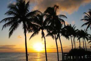 Sunset Views through the Palm Trees on Honolulu 600